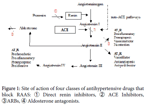drug-metabolism-toxicology-classes-antihypertensive-drugs