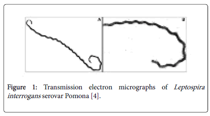 emergency-medicine-Transmission-electron-micrographs