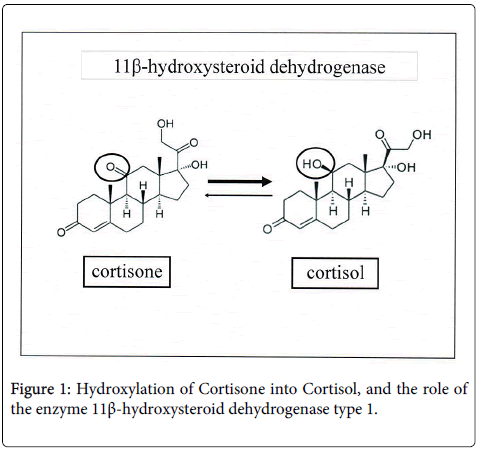 endocrinology-metabolic-syndrome-hydroxysteroid-dehydrogenase