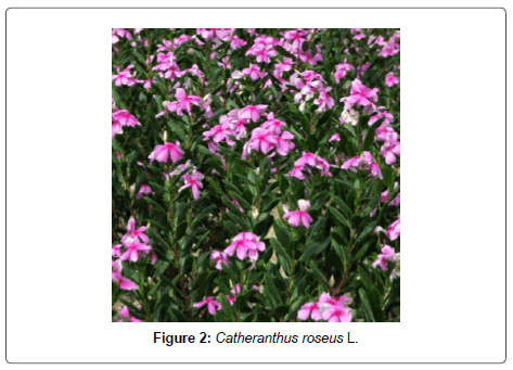 entomology-ornithology-Catheranthus-roseus