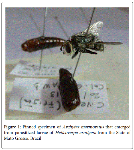 entomology-ornithology-Pinned-specimen
