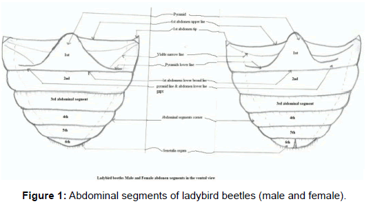 entomology-ornithology-herpetology-Abdominal-segments