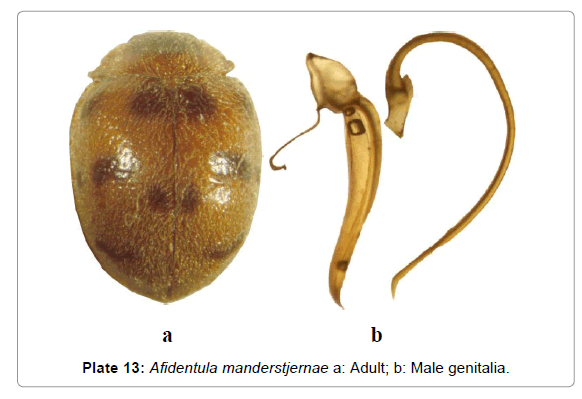 entomology-ornithology-herpetology-Afidentula-manderstjernae