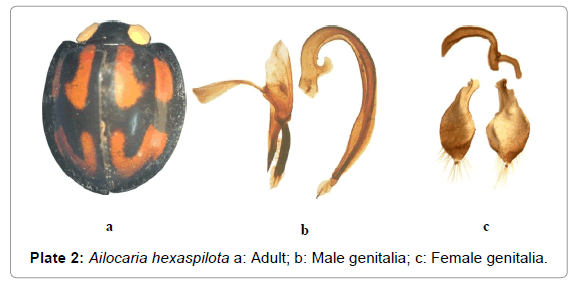 entomology-ornithology-herpetology-Ailocaria-hexaspilota