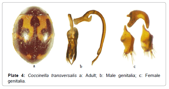 entomology-ornithology-herpetology-Coccinella-transversalis