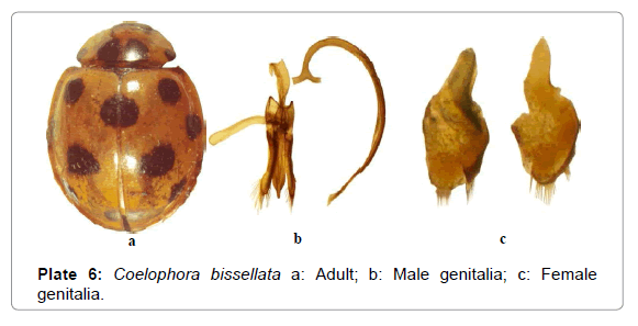 entomology-ornithology-herpetology-Coelophora-bissellata