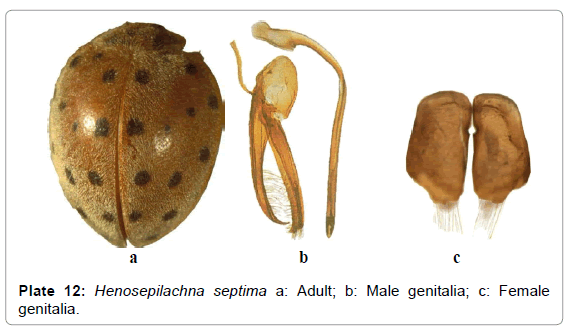 entomology-ornithology-herpetology-Henosepilachna-septima