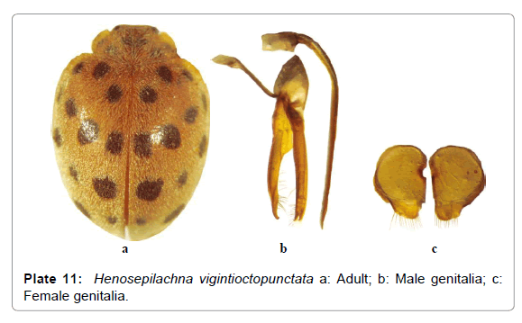 entomology-ornithology-herpetology-Henosepilachna-vigintioctopunctata