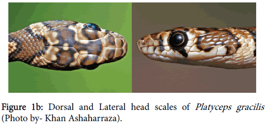 entomology-ornithology-herpetology-Lateral-head-scales