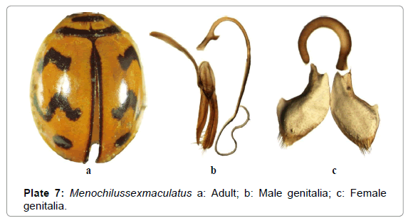 entomology-ornithology-herpetology-Menochilussexmaculatus