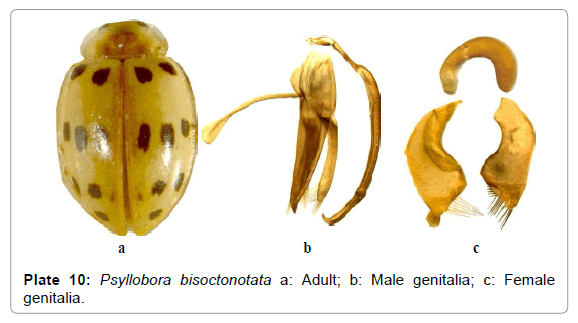 entomology-ornithology-herpetology-Psyllobora-bisoctonotata