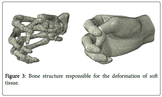 ergonomics-Bone-structure