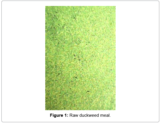 fisheries-and-aquaculture-journal-Raw-duckweed-meal