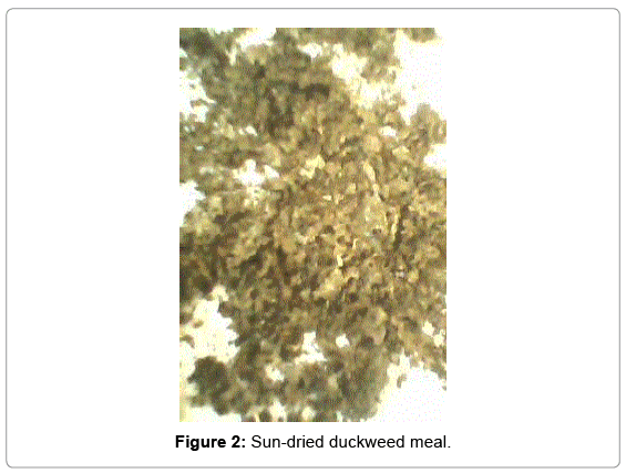 fisheries-and-aquaculture-journal-Sun-dried-duckweed-meal