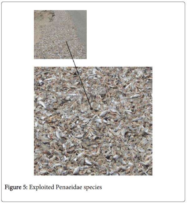 fisheries-aquaculture-Exploited-Penaeidae-species
