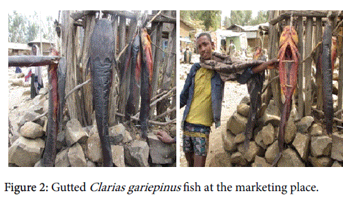 fisheries-aquaculture-Gutted-Clarias-gariepinus