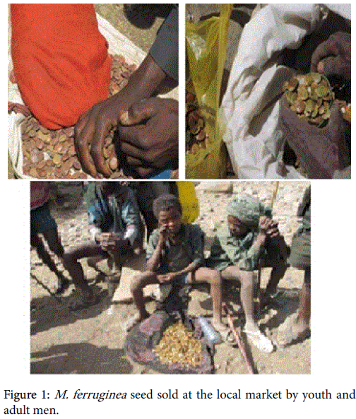 fisheries-aquaculture-ferruginea-seed-sold-local-market-youth