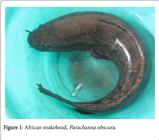 fisheries-aquaculture-journal-African-snakehead