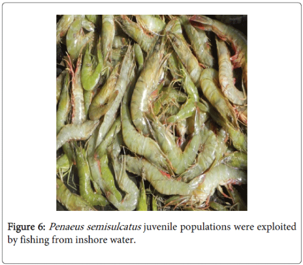 fisheries-aquaculture-juvenile-populations-exploited