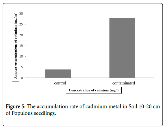 forest-research-Populous-seedlings