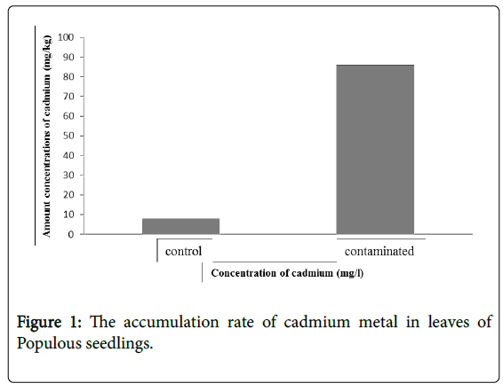 forest-research-accumulation