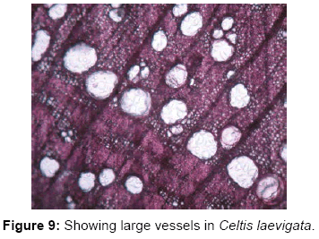 forest-research-open-access-Showing-large-vessels