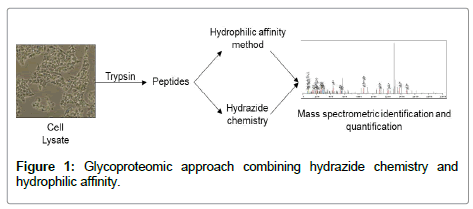 glycomics-lipidomics-Glycoproteomic-approach