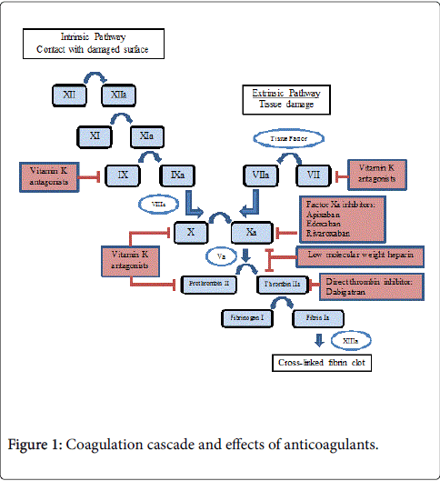 haematology-thromboembolic-diseases-Coagulation-cascade