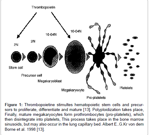 haematology-thromboembolic-diseases-stem-cells