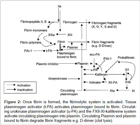 haematology-thromboembolic-fibrinolytic-system