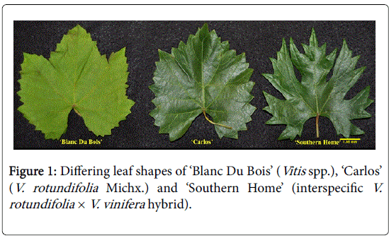horticulture-Differing-leaf-shapes