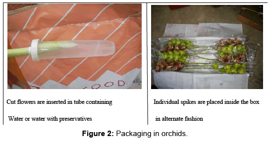 horticulture-Packaging-orchids