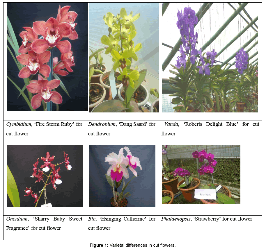 horticulture-Varietal-cut-flowers