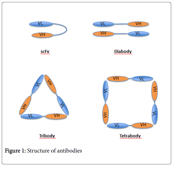 immunogenetics-structure-of-antibodies