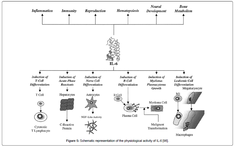 immunome-research-Schematic-representation-physiological