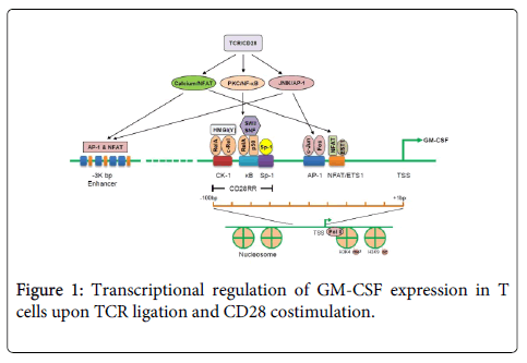 immunome-research-Transcriptional-regulation-costimulation