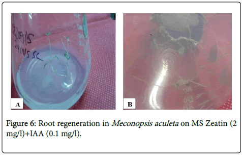 medicinal-aromatic-plants-Root-regeneration