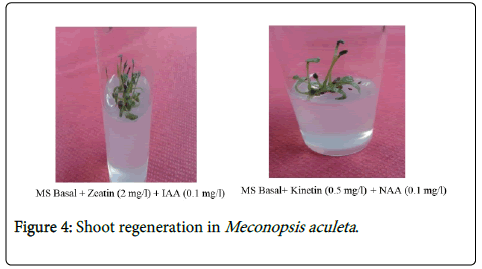 medicinal-aromatic-plants-Shoot-regeneration