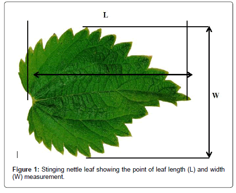 medicinal-aromatic-plants-nettle-leaf