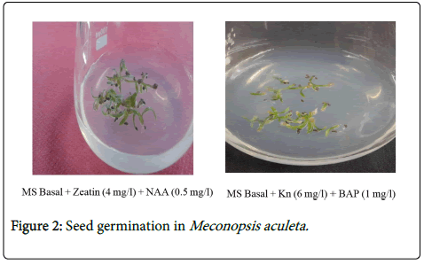 medicinal-aromatic-plants-seed-germination