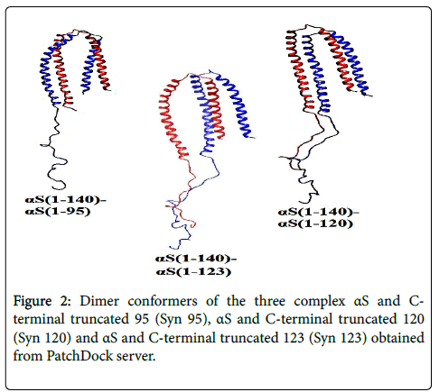 molecular-imaging-dynamics-C-terminal-truncated-obtained-PatchDockserver