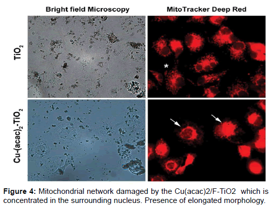 nanomedicine-biotherapeutic-Mitochondrial-network