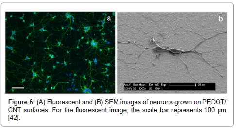 nanomedicine-biotherapeutic-neurons-grown