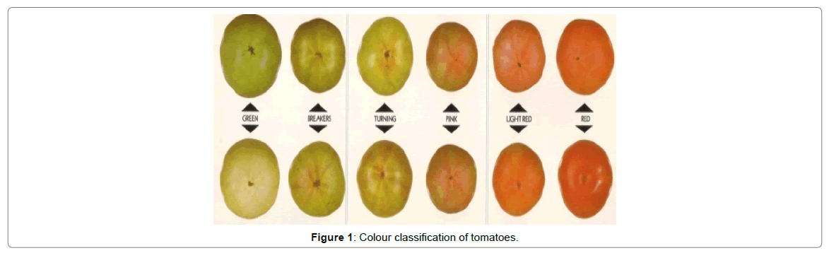 nutrition-food-sciences-classification-tomatoes