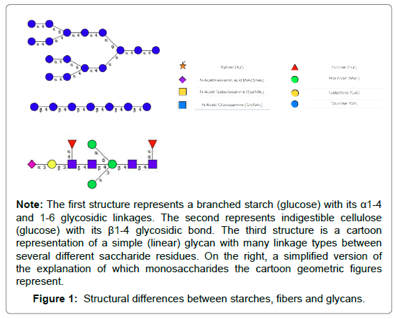 Full article: Intestinal mucin-type O-glycans: the major players in the  host-bacteria-rotavirus interactions