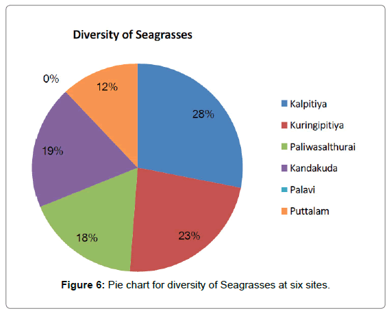 oceanography-diversity-Seagrasses