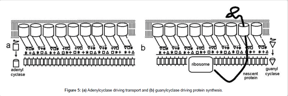 physical-chemistry-biophysics-guanylcyclase-driving