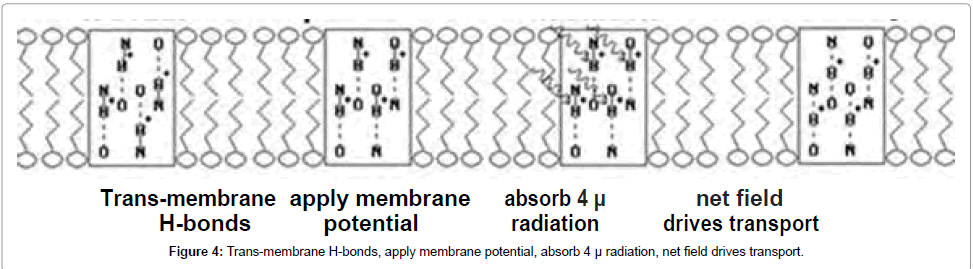 physical-chemistry-biophysics-membrane-potential