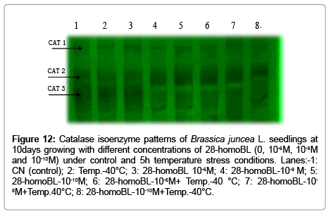 plant-biochemistry-physiology-Catalase-isoenzyme