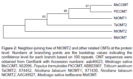 plant-biochemistry-physiology-Neighbor-joining-tree